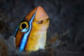 judged by Ann Jillian Borja who says...
Awesome macro shot! weekly hotshot click to zoom